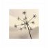 Flowers 03 2